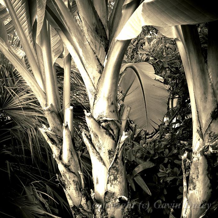 Bananas, Adelaide Botanic Gardens IMG_1775.JPG